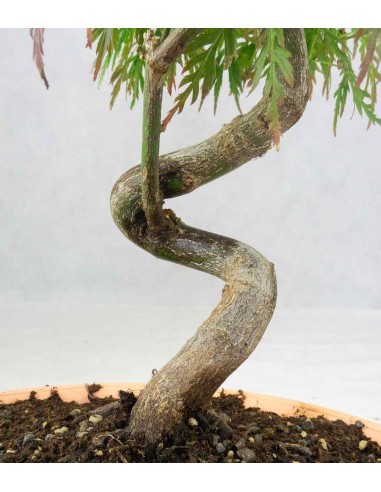 ACERO PALMATO ATROPURPUREUM | BONSAI... ACERO PALMATO ATROPURPUREUM | BONSAI...