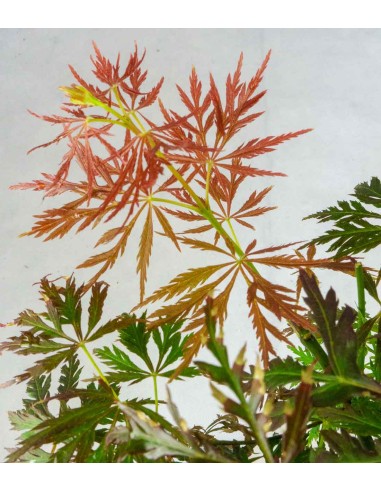 Acero palmato atropurpureum | bonsai...