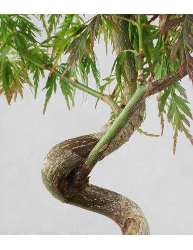 Acero palmato atropurpureum | bonsai...
