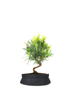 Piante bonsai: quali sono e come prendersene cura – Simegarden