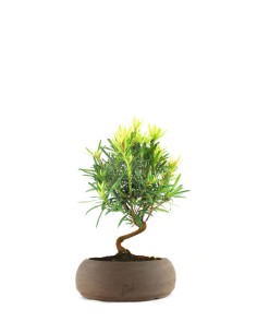Podocarpus S 2
