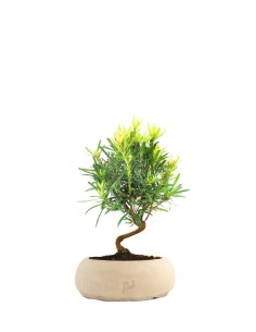 Podocarpus S 2