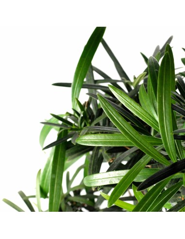 Podocarpus S Podocarpus S