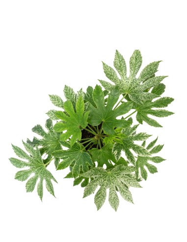 Aralia | Variegata o Fatsia Giapponese