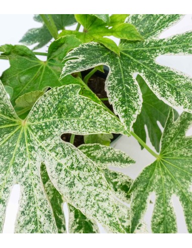 Aralia | Variegata o Fatsia Giapponese