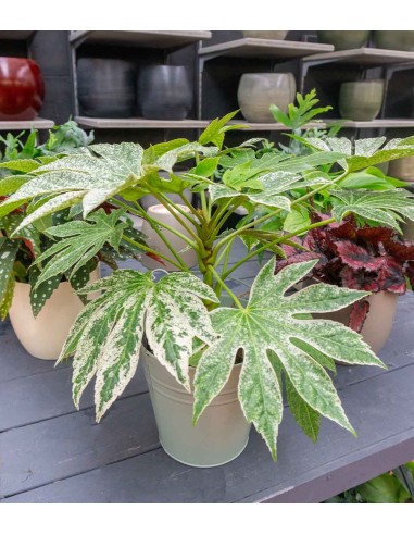 Aralia | Variegata o Fatsia Giapponese