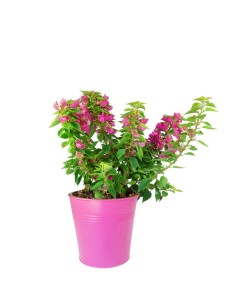 Bougainvillea da balcone in...