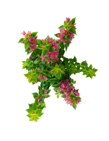 Bougainvillea da balcone in vaso