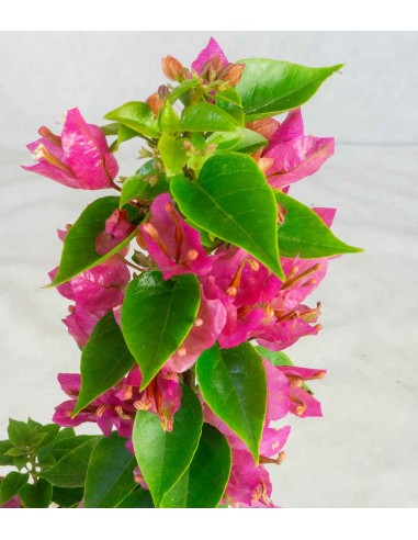 Bougainvillea da balcone in vaso