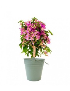 Bougainvillea alberello