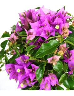 Bougainvillea alberello 2