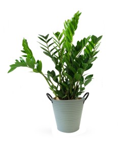 Zamia | Pianta di Padre Pio