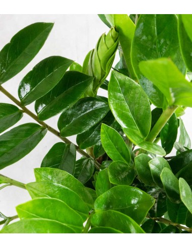 Zamia - Palma Zamioculcas