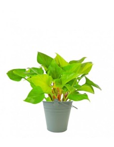 Filodendro Lemon Lime