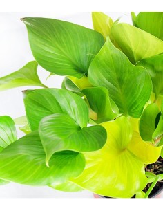 Filodendro Lemon Lime 2
