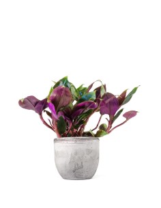 Tradescantia Roxxo