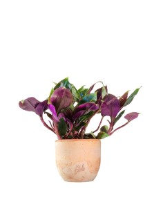 Tradescantia Roxxo 2