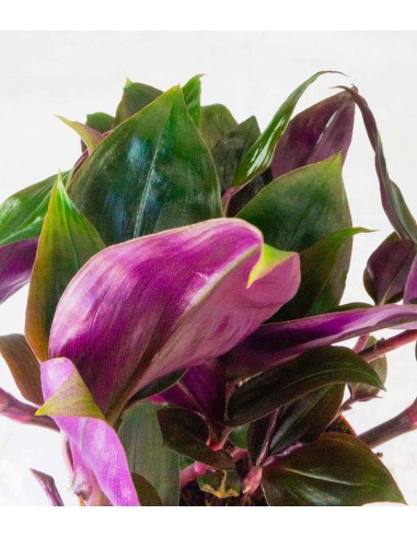 Tradescantia Roxxo