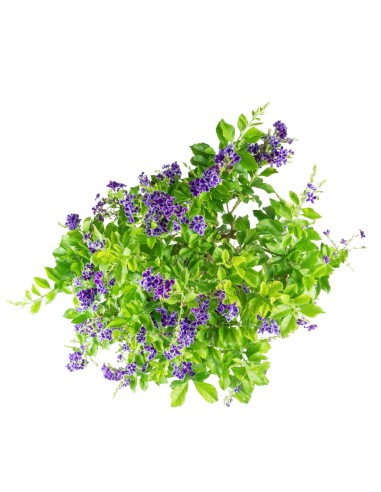 Duranta Bonsai 9 anni Duranta Bonsai 9 anni