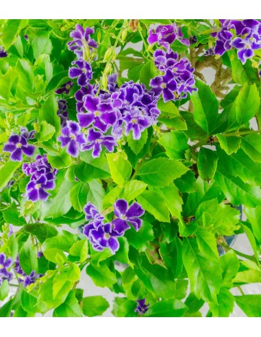 Duranta Bonsai 9 anni Duranta Bonsai 9 anni