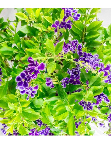 Duranta Bonsai 9 anni Duranta Bonsai 9 anni
