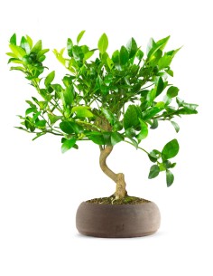 Citrus reshni bonsai o...