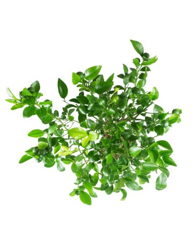 Citrus reshni bonsai o mandarino...