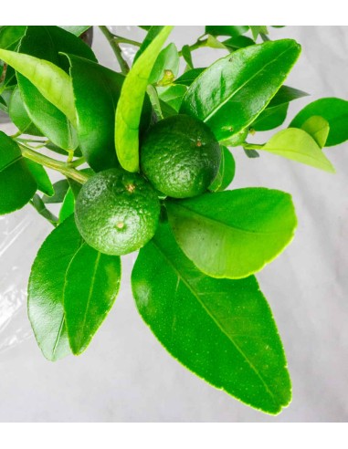 Citrus reshni bonsai o mandarino...