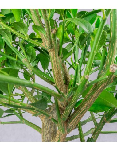 Citrus reshni bonsai o mandarino...