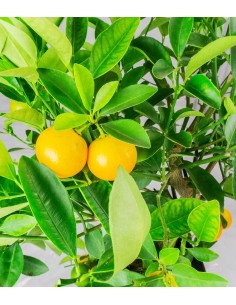 Citrus 2