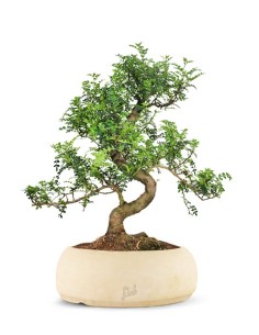 Pepe Bonsai XXXL