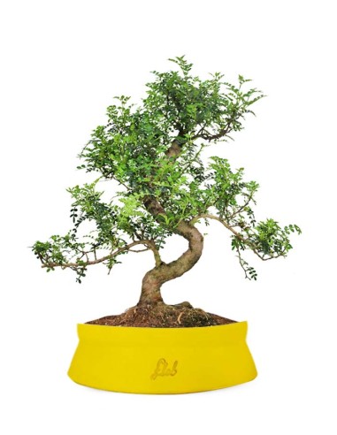 Pepe Bonsai XXXL Pepe Bonsai XXXL