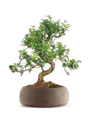 Pepe Bonsai XXXL Pepe Bonsai XXXL