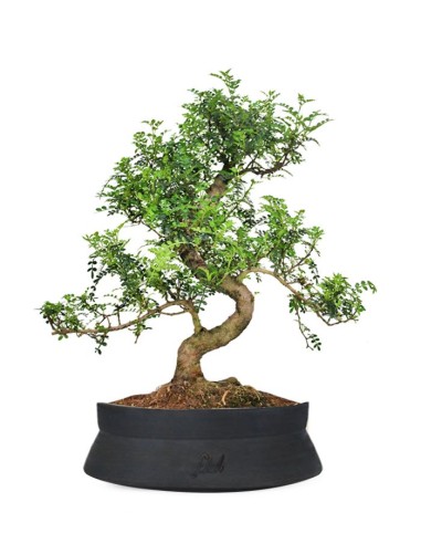 Pepe Bonsai XXXL Pepe Bonsai XXXL