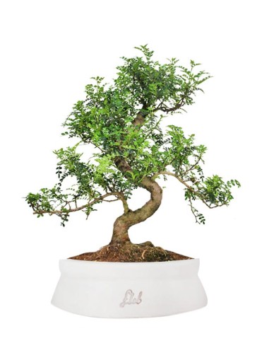 Pepe Bonsai XXXL Pepe Bonsai XXXL