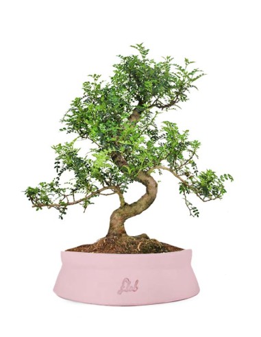 Pepe Bonsai XXXL Pepe Bonsai XXXL