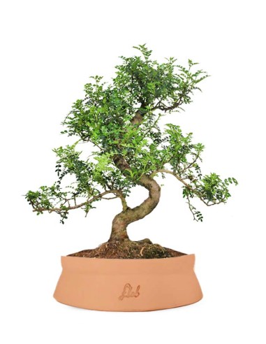 Pepe Bonsai XXXL Pepe Bonsai XXXL