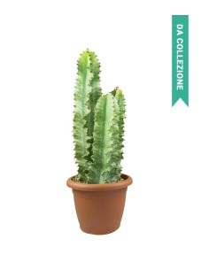 Euphorbia Eritrea Variegata