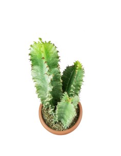 Euphorbia Eritrea Variegata 2