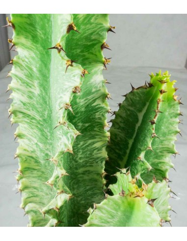 Euphorbia Eritrea Variegata