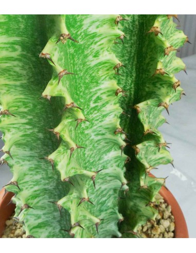 Euphorbia Eritrea Variegata