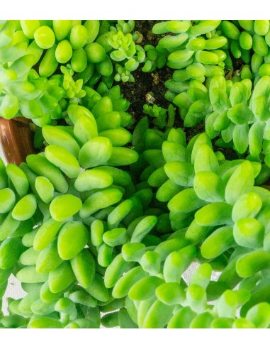 Sedum burrito