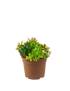 Ciotola succulente Mix