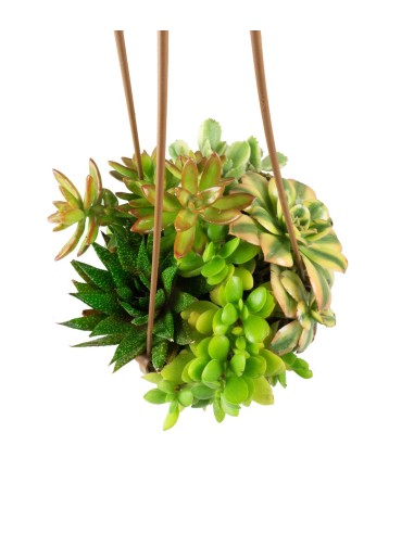 Ciotola succulente Mix