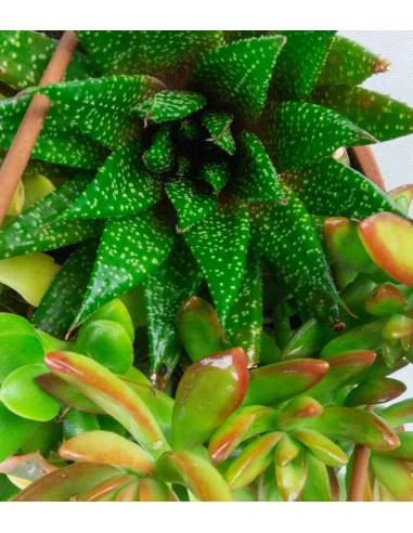 Ciotola succulente Mix