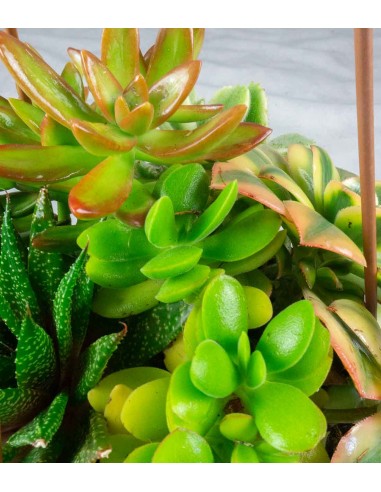 Ciotola succulente Mix