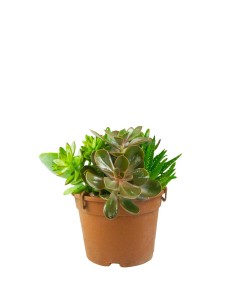 Ciotola succulente Mix 2