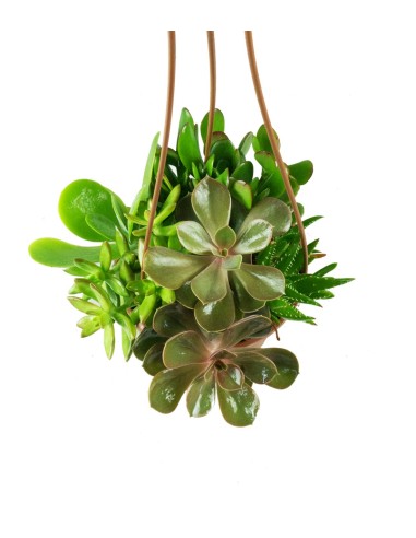 Ciotola succulente Mix