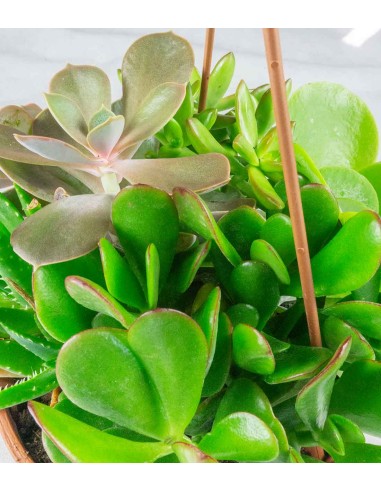 Ciotola succulente Mix