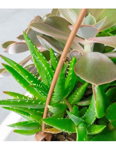 Ciotola succulente Mix